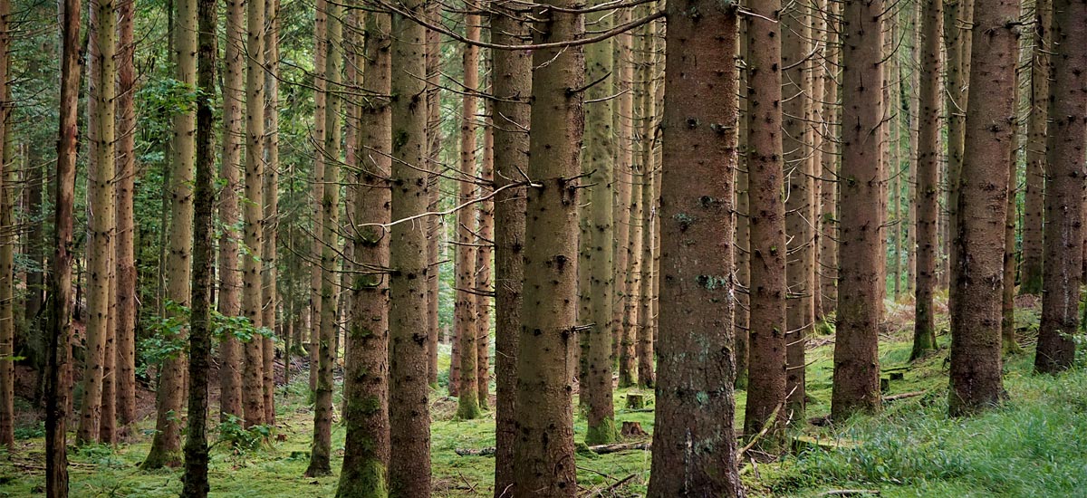 Nadelbäume im Spessart